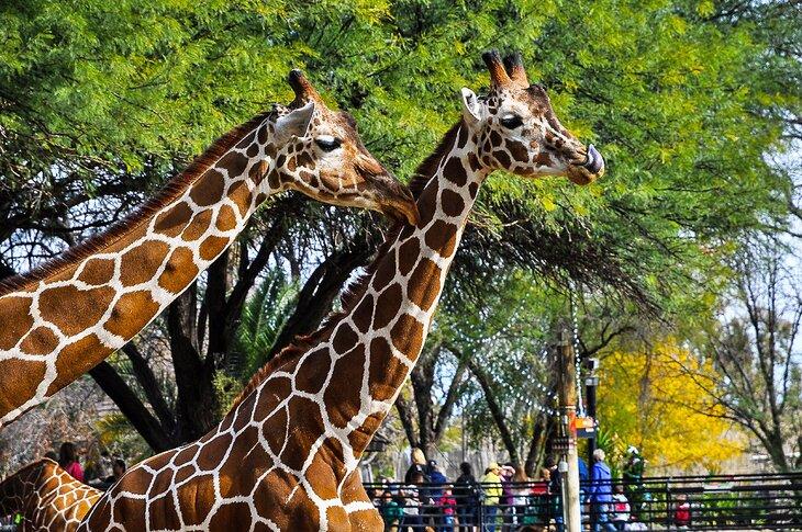 Zoológico Reid Park