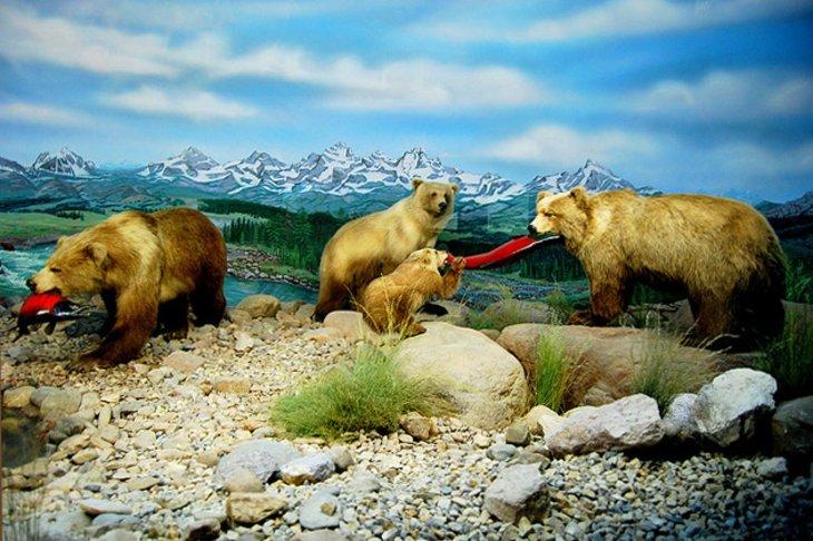 Museo Internacional de Vida Silvestre