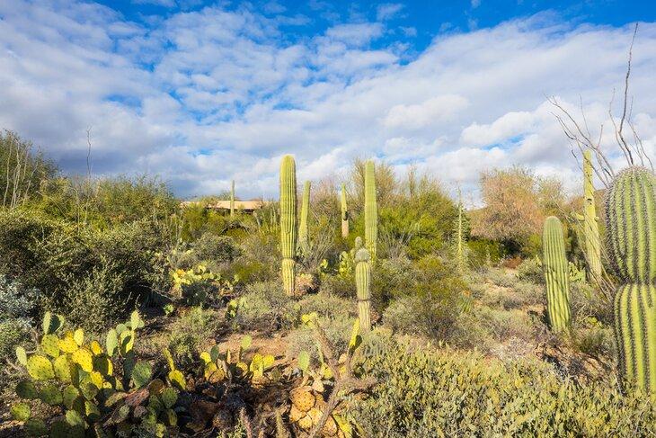 Museo del Desierto de Arizona-Sonora
