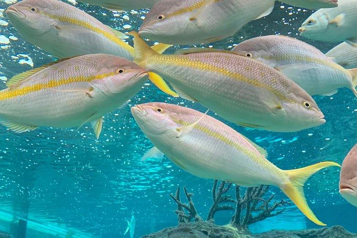 Pargo de cola amarilla en el Acuario de Long Island