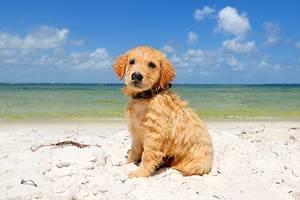 Playas Aceptadas para Perros en Florida