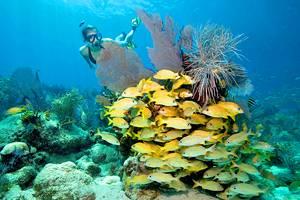 Atracciones y Cosas que Hacer en Key Largo, FL