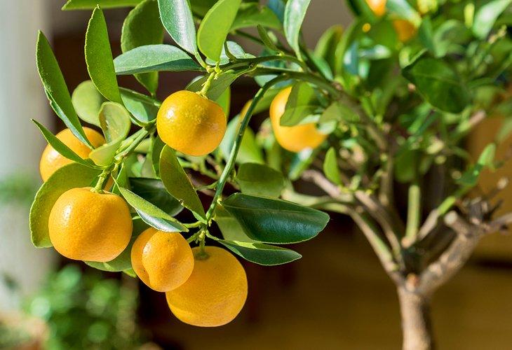 Arbre orange