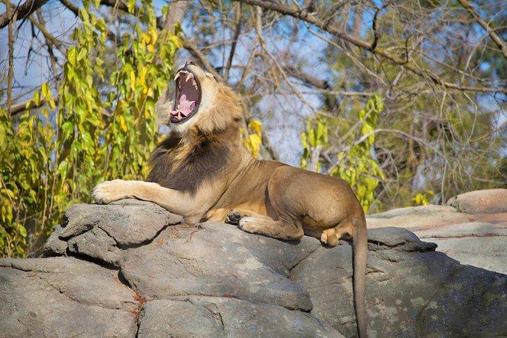Lion rugissant au Zoo Fresno Chaffee