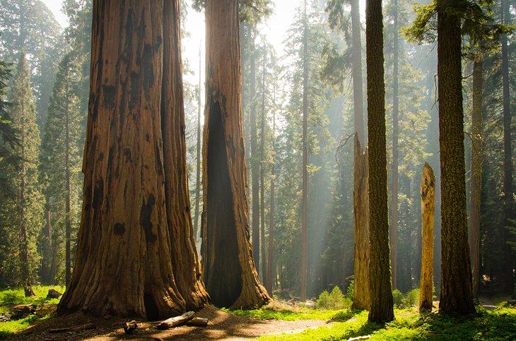 Séquoias géants dans le Parc National de Kings Canyon