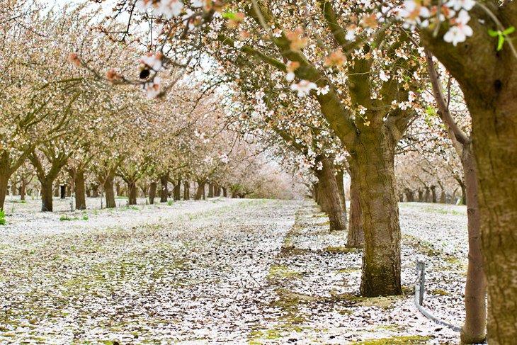 Arbres en fleurs sur le Fresno Blossom Trail