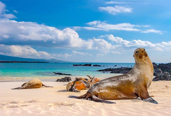 Otaries sur la plage dans les îles Galápagos