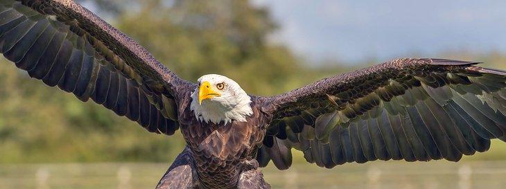 Weißkopfseeadler im Hawkridge Bird of Prey Centre
