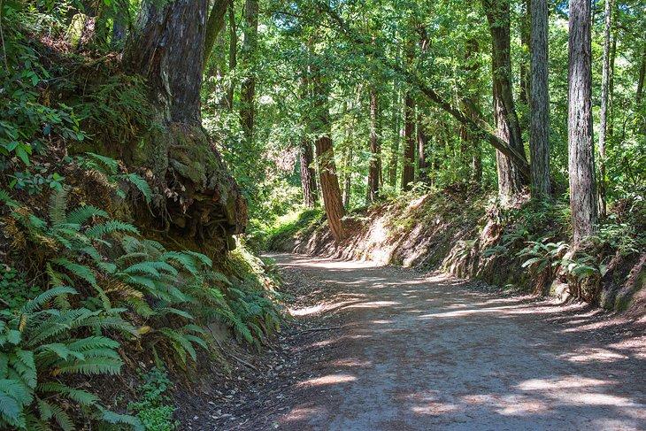 Aptos Creek Fire Road
