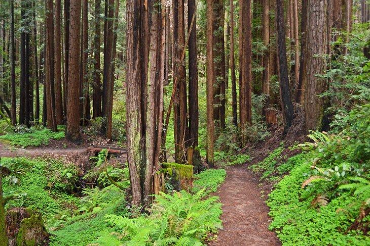 Sentier Campground à Redwood Grove
