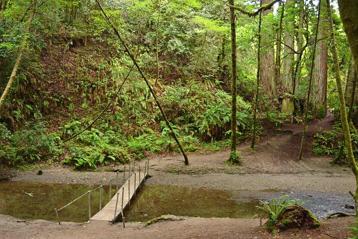 Sentier de la boucle de vieilles forêts