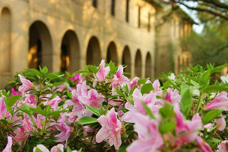 Azalées en fleur à LSU