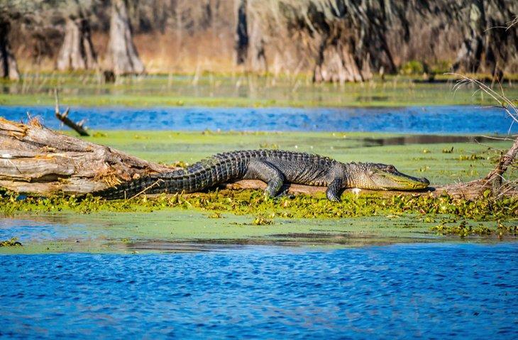 Alligator américain au Lac Martin