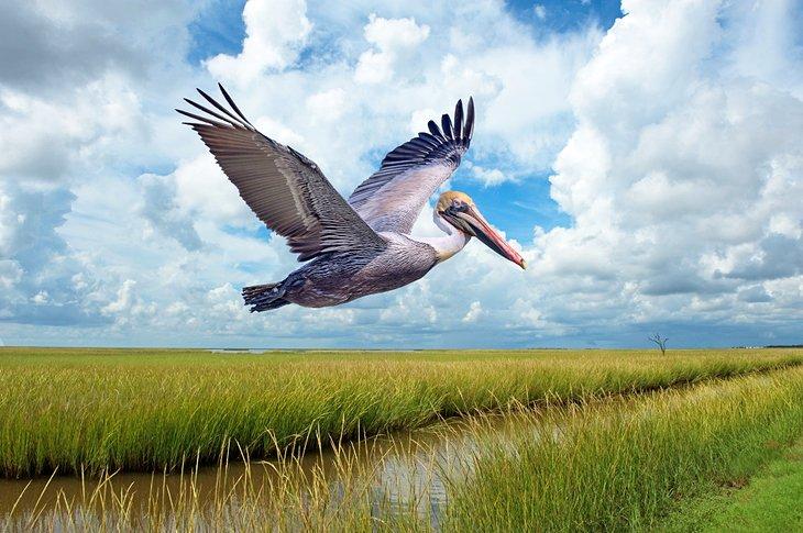 Pélican brun volant au-dessus de Grand Isle