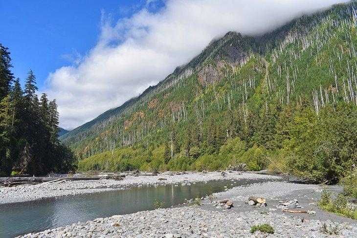 Camping Mt. Tom Creek, Sendero del Río Hoh