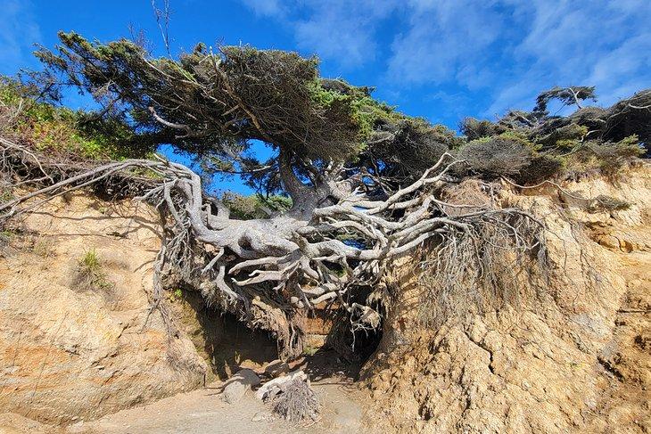 Árbol de la Vida, debajo de Kalaloch Campground