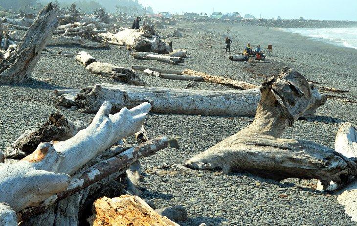 Troncos de madera en la cercana Playa Rialto