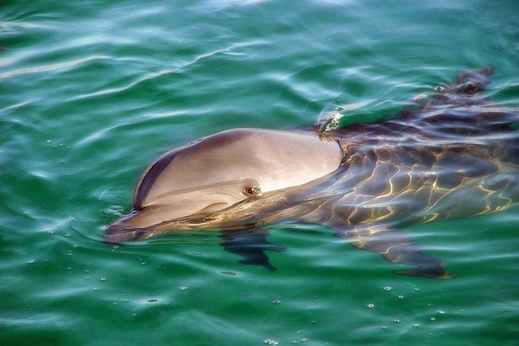 Arrecife de Delfines