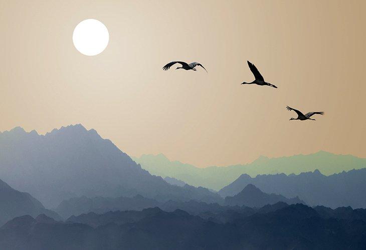 Aves en Silueta
