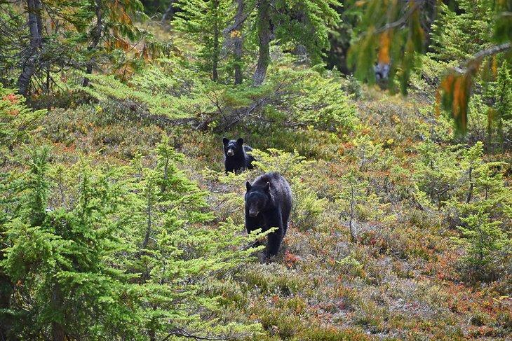Osos negros en el Sendero del Alto Divide