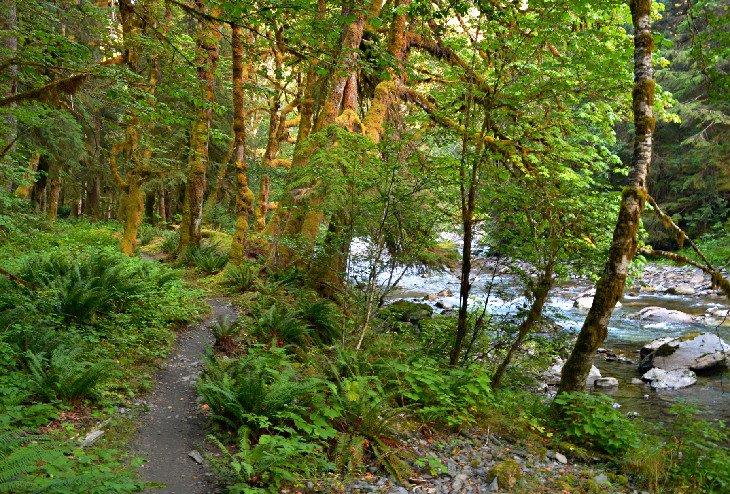 El East Fork del Sendero del Río Quinault