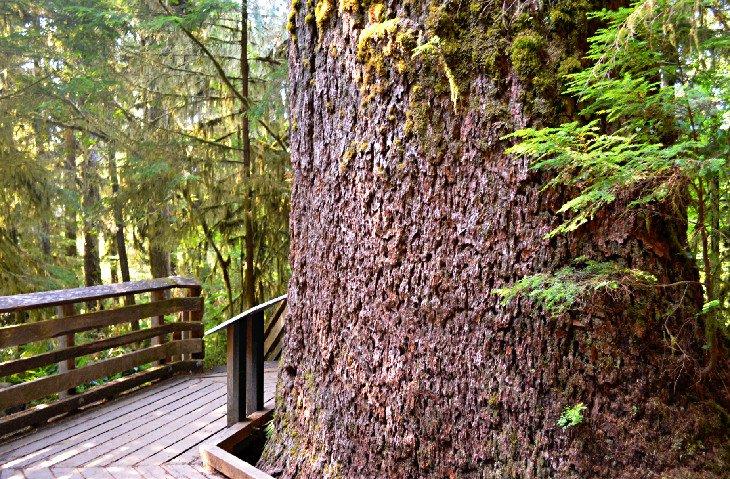 Información Interpretativa del Sendero Natural del Bosque Lluvioso de Quinault