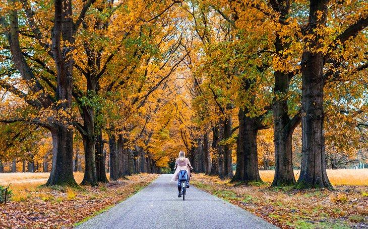 Ciclismo en otoño en el Parque Nacional Hoge Veluwe