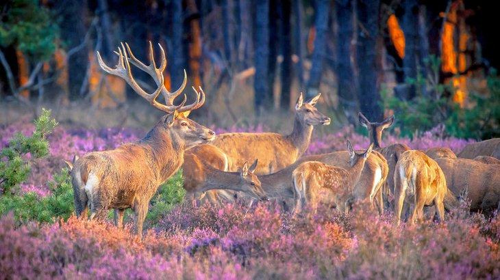Una manada de ciervos rojos en el Parque Nacional Hoge Veluwe