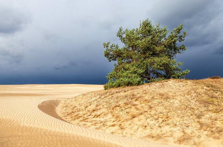 Dunas de arena en Hoge Veluwe