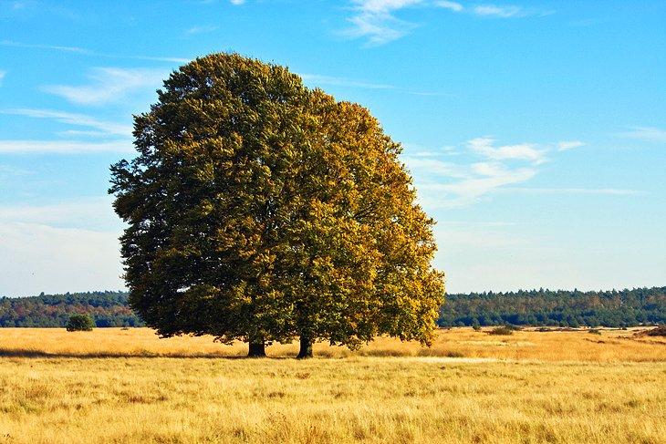 Parque Nacional Hoge Veluwe