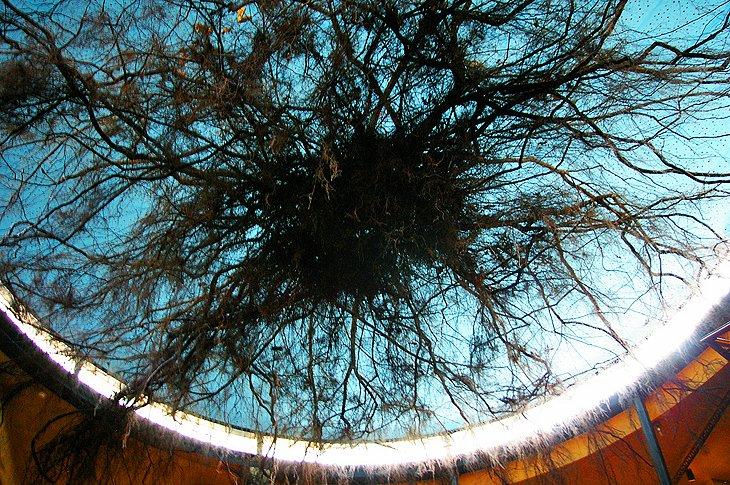 Exhibición de raíces de árbol en Museonder