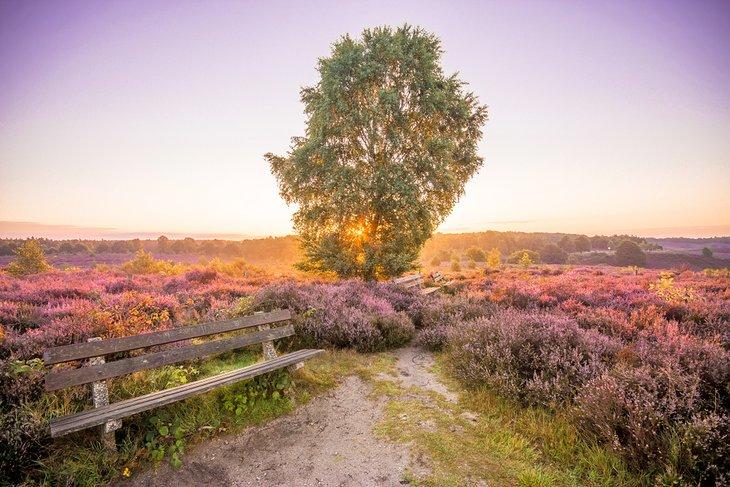 Amanecer en Hoge Veluwe