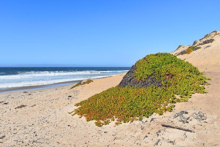 Playa Estatal de Del Monte