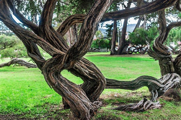 Árboles retorcidos en el Parque de Dennis the Menace