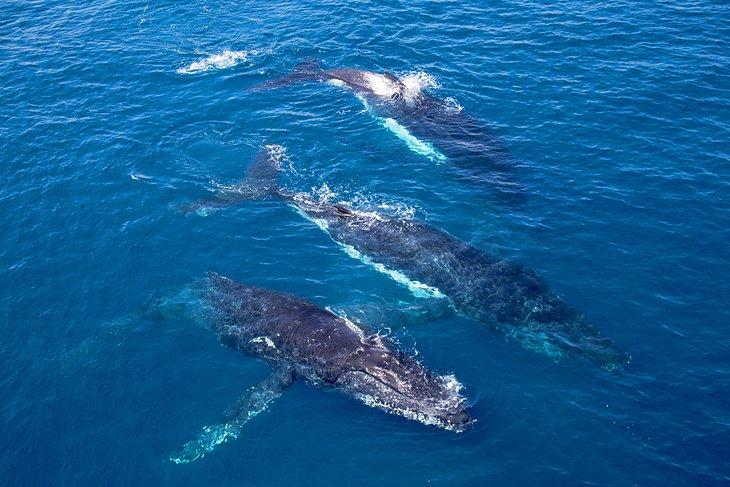 Ballenas jorobadas frente a Broome