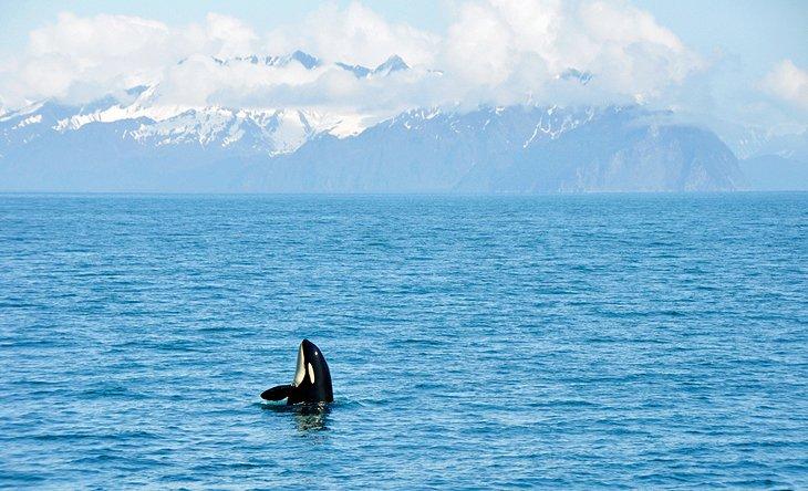 Orca im Kenai Fjords Nationalpark