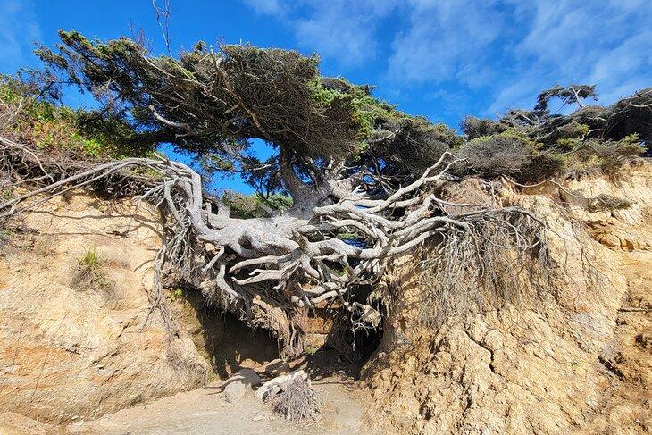 Árbol de la Vida, Playa Kalaloch