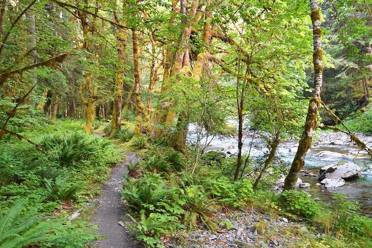 Bosque Lluvioso Quinault