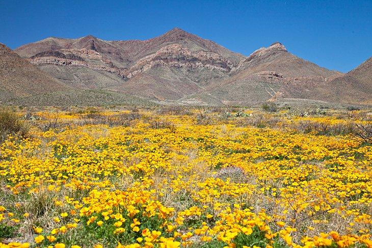 Parque Estatal Franklin Mountains