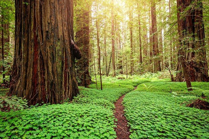 Parc d'État de Jedediah Smith Redwoods