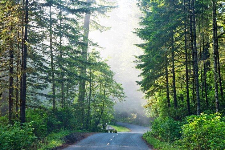 Lady Bird Johnson Grove dans le parc national de Redwood