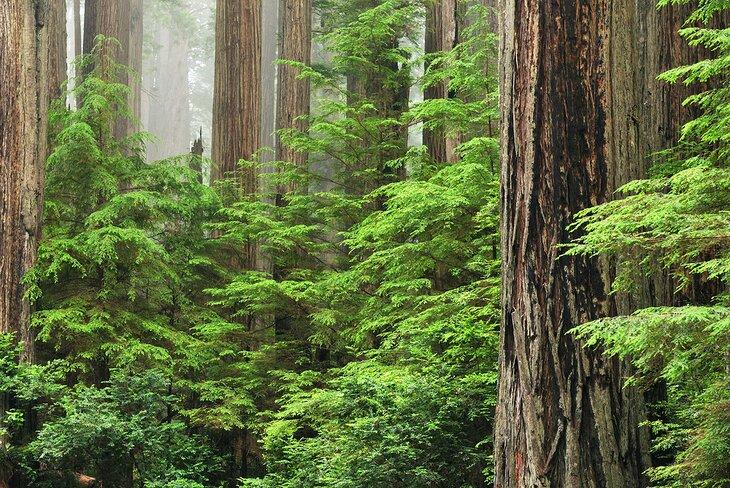 Parc d'État de Prairie Creek Redwoods