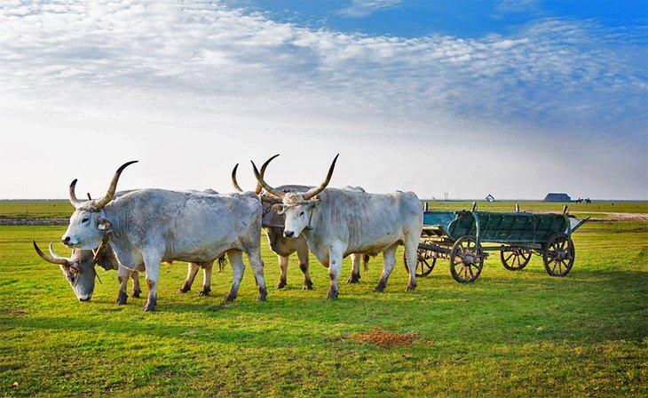 Bétail traditionnel dans le Parc National d'Hortobágy