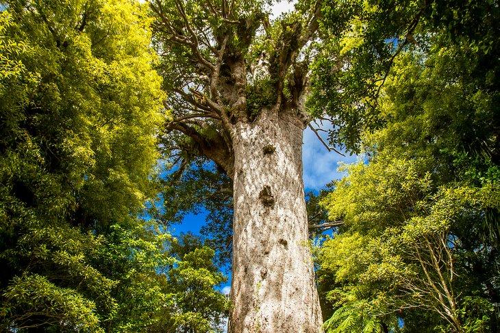 Árbol kauri gigante