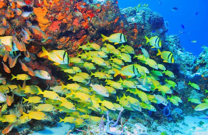 Banco de peces puercoespín en un arrecife de Cozumel