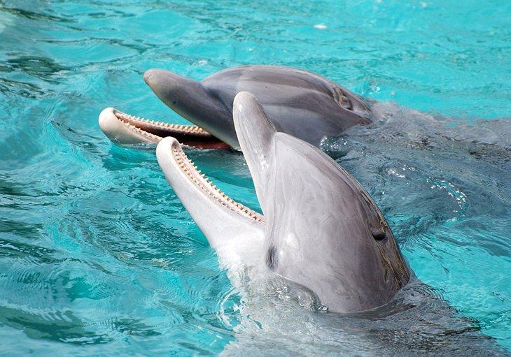 Delfines en Cozumel