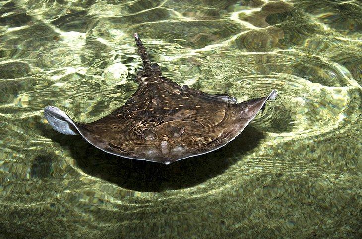 Playa de Mantarrayas