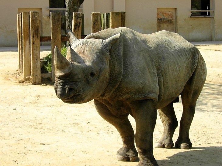 Zoológico Asa de la Ciudad de Hiroshima | Spiegel / foto modificada