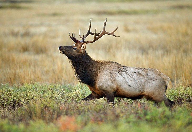 Un alce en la naturaleza de Montana