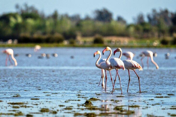 Flamants roses au Parc National de Doñana